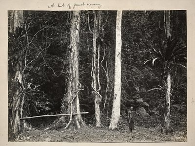 Lianen, or climbing plants, 1904 by Carl Vincenti